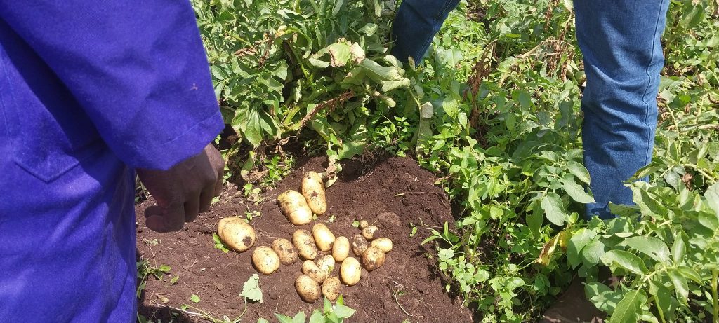 Shangi Potato Farming In Kenya