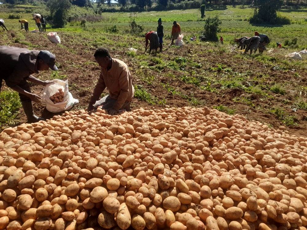 How Profitable Is Potato Farming In Kenya Per Acre