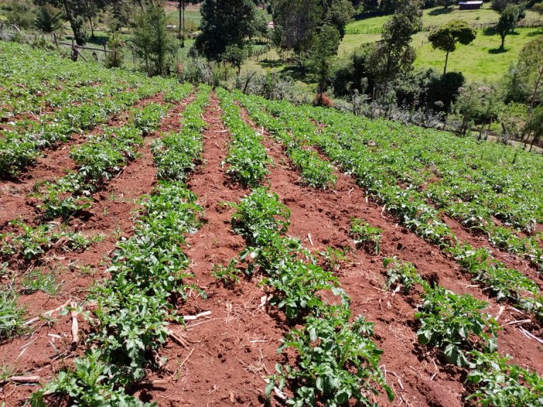 How Profitable Is Potato Farming In Kenya Per Acre?